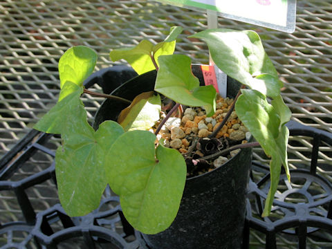 Asarum lutchuensis