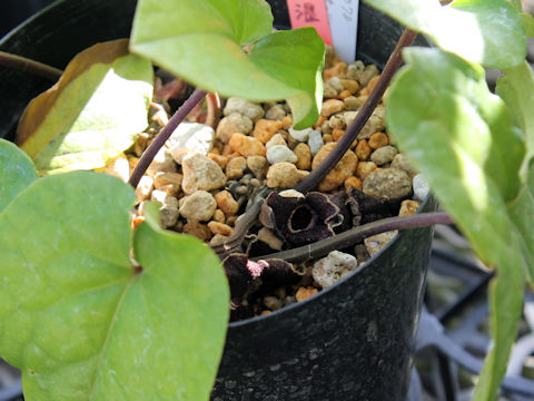 Asarum lutchuensis