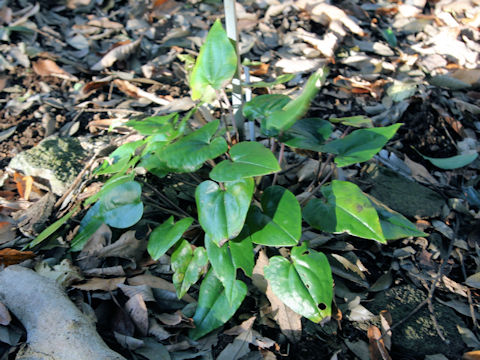 Asarum lutchuensis