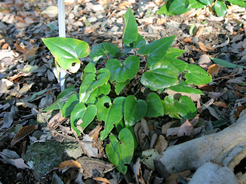 Asarum lutchuensis