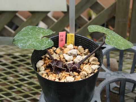 Asarum lutchuensis