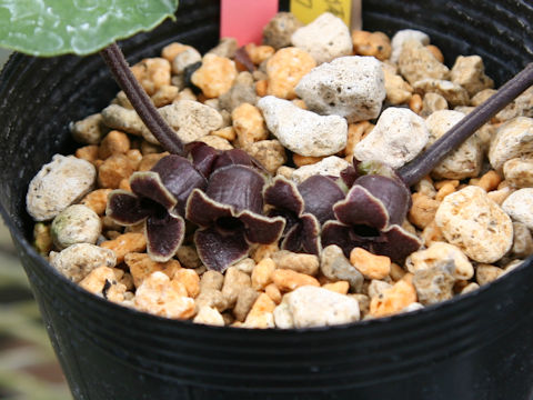 Asarum lutchuensis