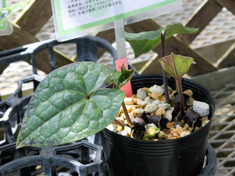 Asarum lutchuensis