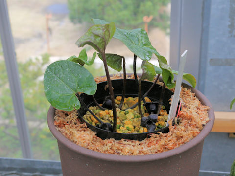 Asarum lutchuensis