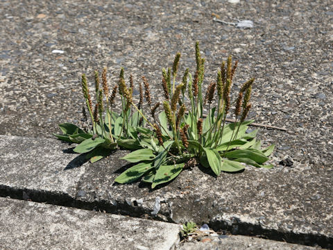 Plantago asiatica