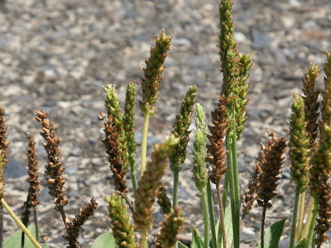 Plantago asiatica