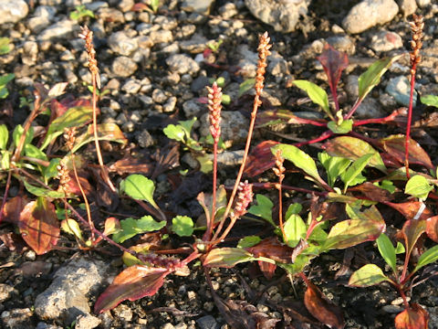 Plantago asiatica
