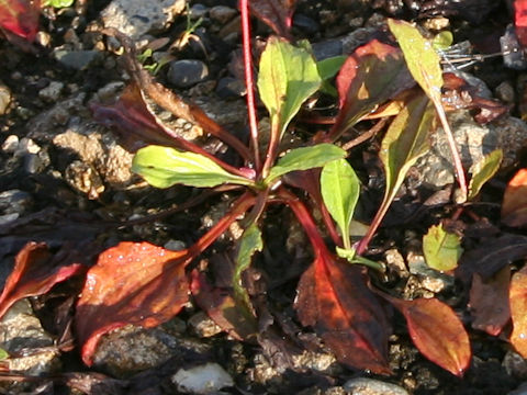 Plantago asiatica