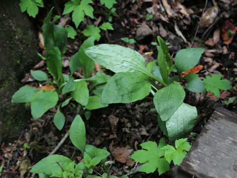 Plantago asiatica