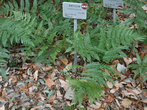 Dryopteris hondonensis