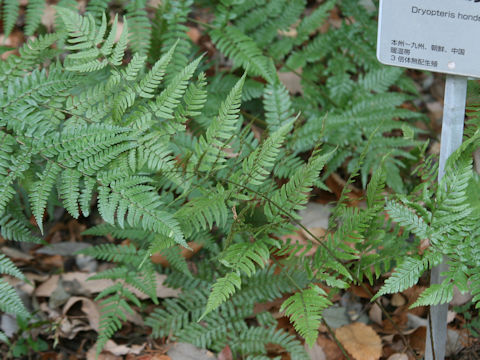 Dryopteris hondonensis