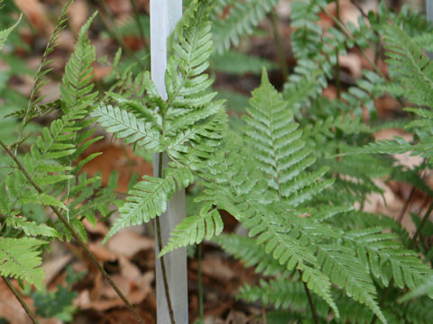 Dryopteris hondonensis