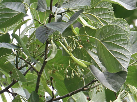 Tilia maximowicziana