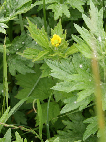 Geum aleppicum