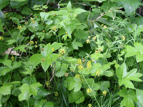 Geum aleppicum