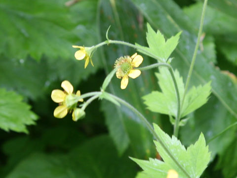 Geum aleppicum