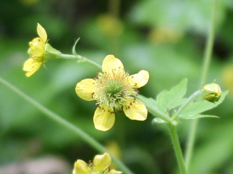 Geum aleppicum