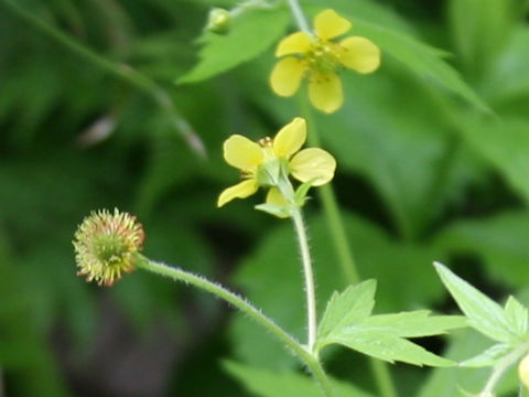 Geum aleppicum