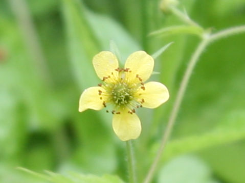 Geum aleppicum