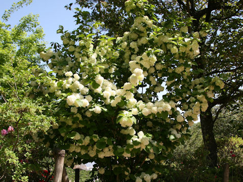 Viburnum plicatum f. plicatum