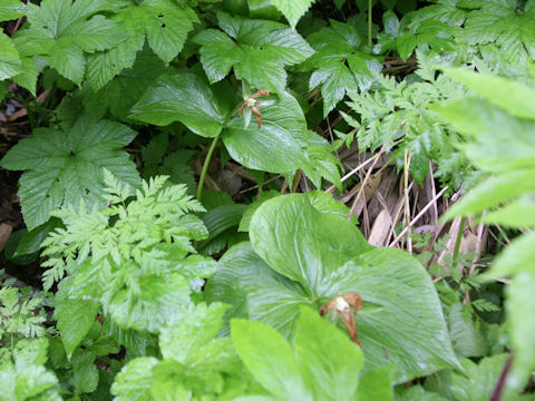 Trillium kamtschaticum