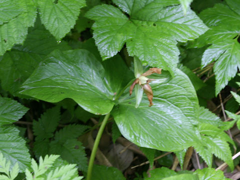 Trillium kamtschaticum