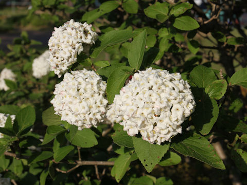 Viburnum carlesii var. carlesii cv. Aurora