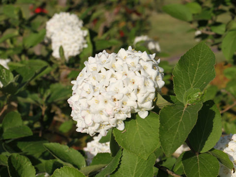 Viburnum carlesii var. carlesii cv. Aurora