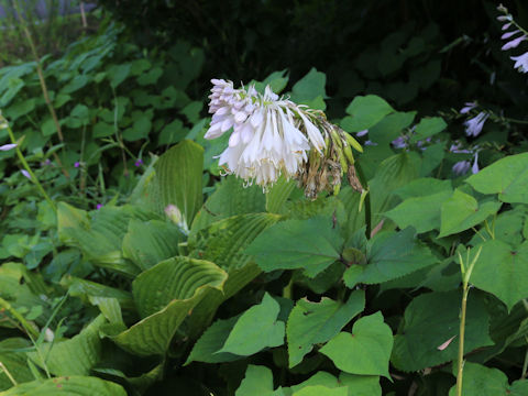 Hosta montana