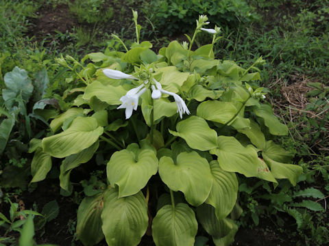 Hosta montana