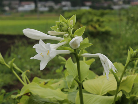 Hosta montana
