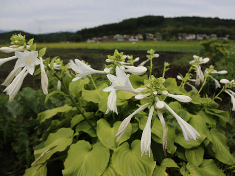 Hosta montana