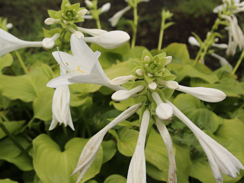 Hosta montana