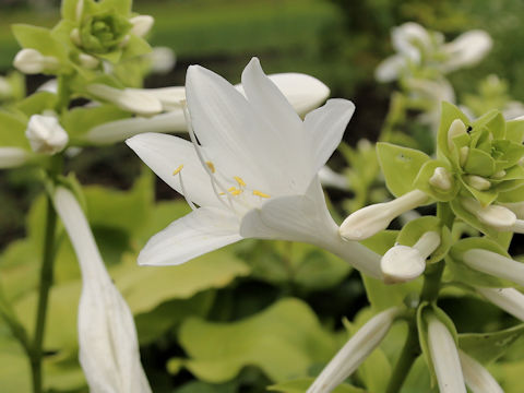 Hosta montana