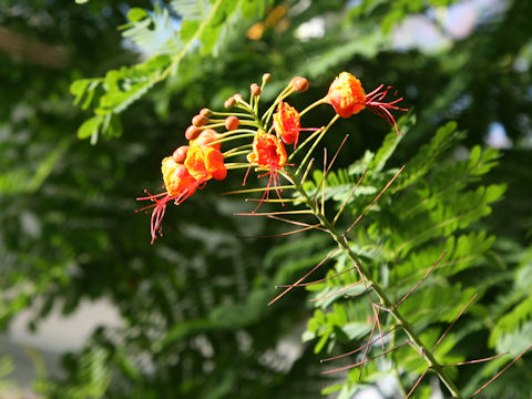 Poinciana pulcherrima