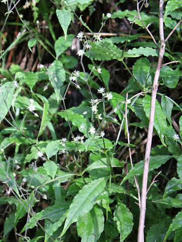 Stellaria monosperma var. japonica