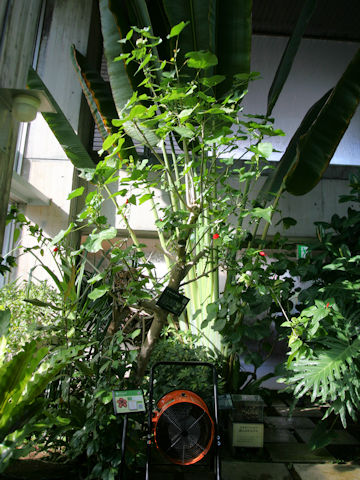 Hibiscus tiliaceus