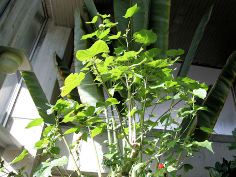 Hibiscus tiliaceus