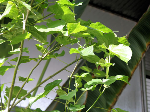 Hibiscus tiliaceus