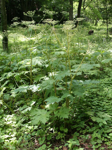 Heracleum dulce