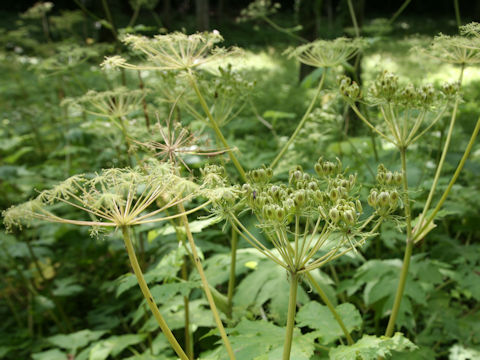 Heracleum dulce