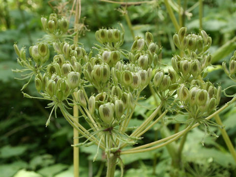 Heracleum dulce