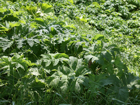Heracleum dulce