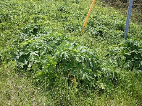 Heracleum dulce