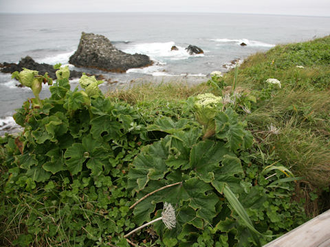 Heracleum dulce