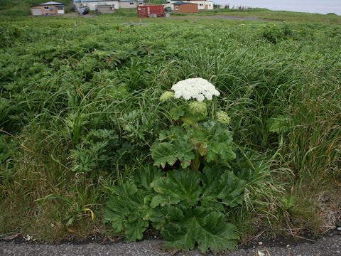 Heracleum dulce