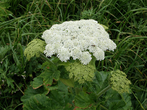 Heracleum dulce
