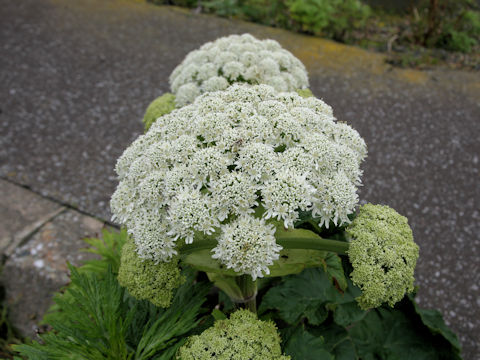 Heracleum dulce