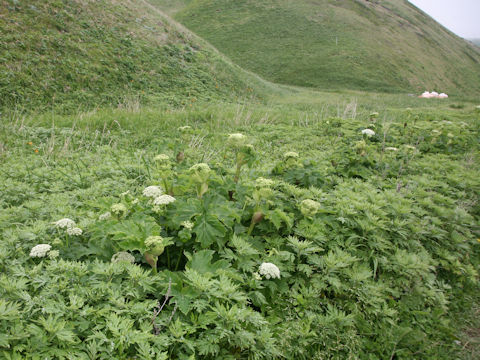 Heracleum dulce