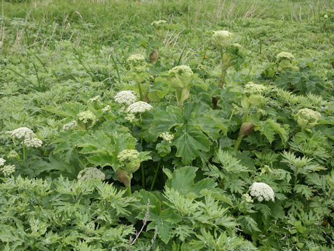 Heracleum dulce